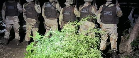 Ocorr Ncia Policial Cipe Central Erradica Planta O De Maconha Na Zona