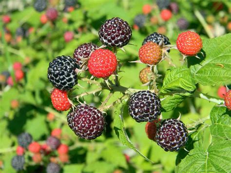 Tasty Greens 11 Wild Edible Plants For Survival