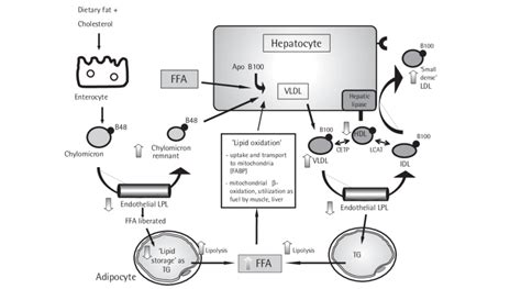 Insulin Resistance And Lipid Metabolism Download Scientific Diagram