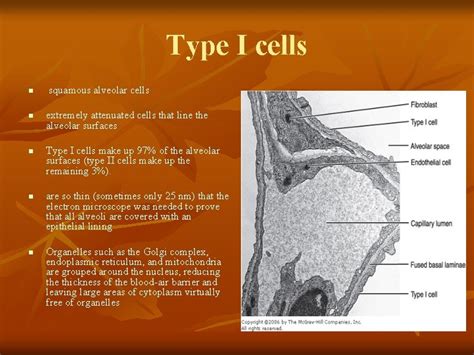 Respiratory System 2 Prof Dr Mohammed Hisham Almuhtaseb