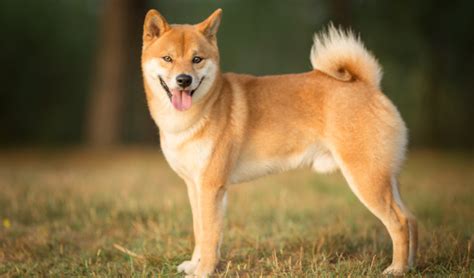 Shiba Inu Caract Re Sant Et Alimentation Jardiland