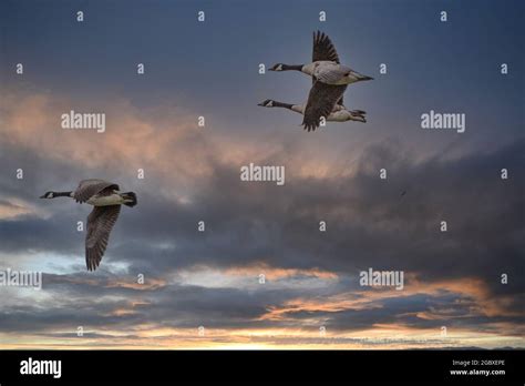 Canada Geese Sunrise Dawn Hi Res Stock Photography And Images Alamy