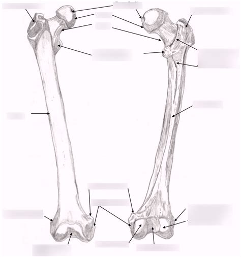 Lower Extremity Femur Part 2 Diagram Quizlet