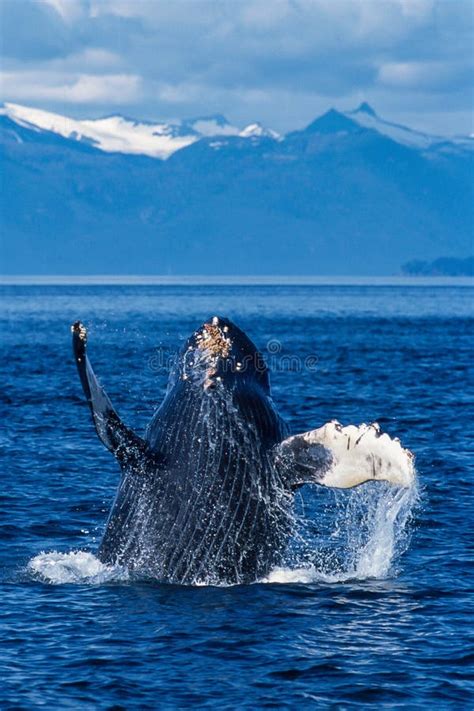 Humpback Whale Breaching In Alaska Stock Photo Image Of Marine