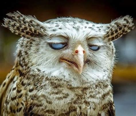 21 Greatest Owl Pictures Youll Ever See Funny Owls Funny Animals