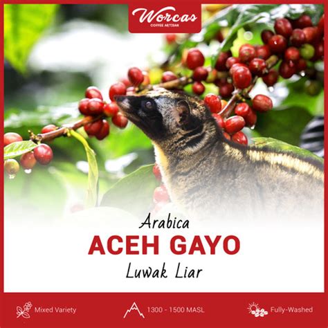 Jual Green Bean Arabica Luwak Liar Aceh Gayo 1Kg Biji Kopi Mentah