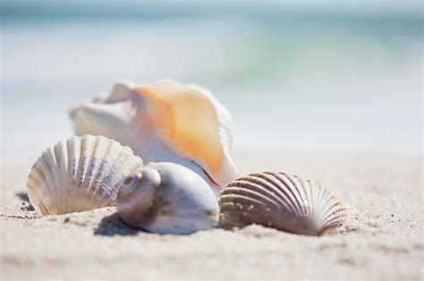 Group Of Sea Shells On Beach by Nine Ok