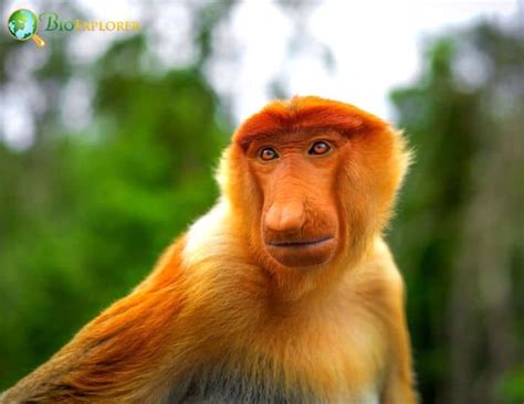 proboscis monkey characteristics nasalis larvatus diet facts