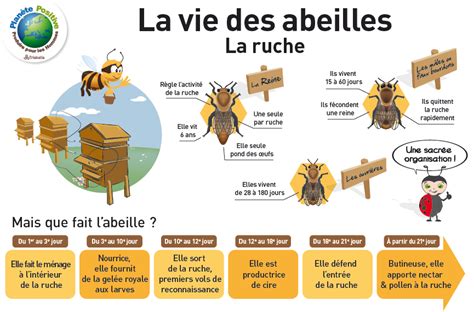 La Vie Des Abeilles La Vie Des Abeilles Abeille Abeille Miel