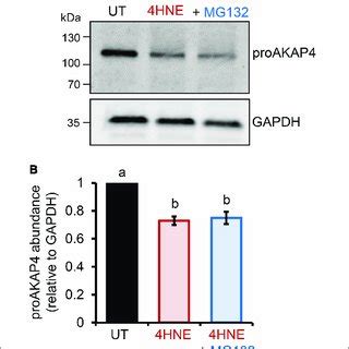 Inhibition Of Proteasome Activity Does Not Rescue 4HNE Mediated Loss