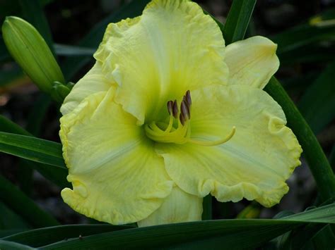 Daylily Hemerocallis Everlasting Light In The Daylilies Database