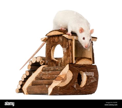 Mouse House Images Free Download On Freepik Atelier Yuwaciaojp