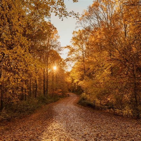 autumn road 4k iPad Air Wallpapers Free Download