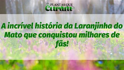 A incrível história da Laranjinha do Mato que conquistou milhares de fãs