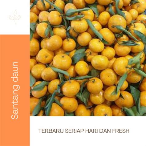 Jual Jeruk Santang Daun Manis Segar Fresh Berkualitas Dan Terjangkau