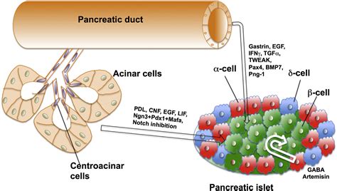 Pancreatic β Cell Regeneration As A Possible Therapy For Diabetes Cell