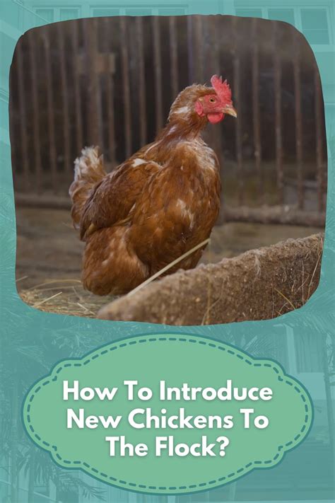 How To Introduce New Chickens To The Flock Artofit