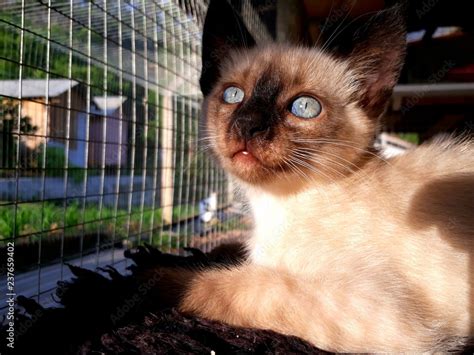 Gatos olhos azuis Stock Photo | Adobe Stock