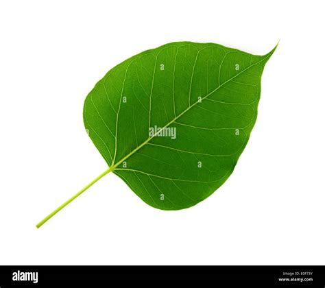 Bodhi leaf hi-res stock photography and images - Alamy