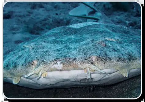 A Simple Guide To Identifying Angel Sharks