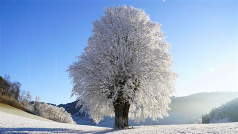 4k Winter Trees Wallpapers - Wallpaper Cave