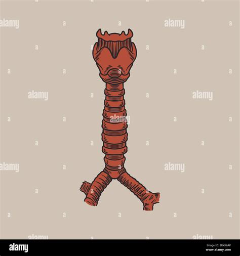 Front View Of Cartilages Of Larynx Trachea And Bronchi Trachea Known
