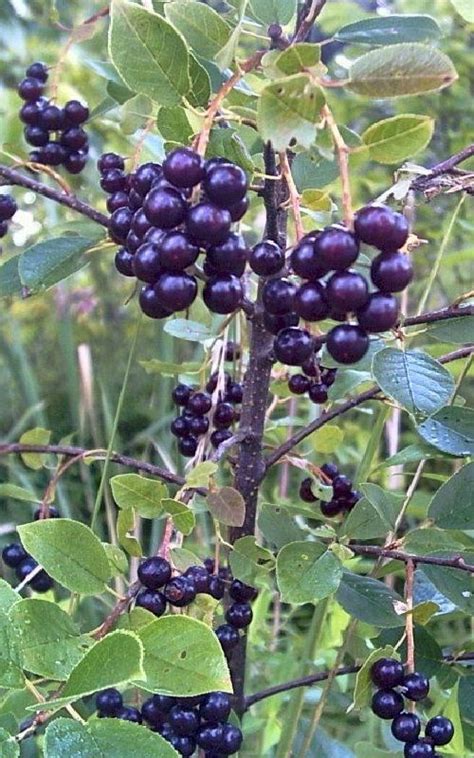 Aronia - deals on 1001 Blocks
