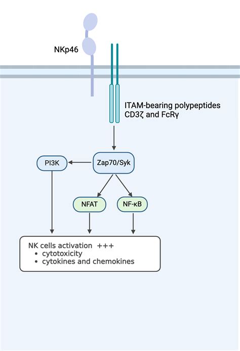 NKp46 Signalling Pathway BioRender Science Templates