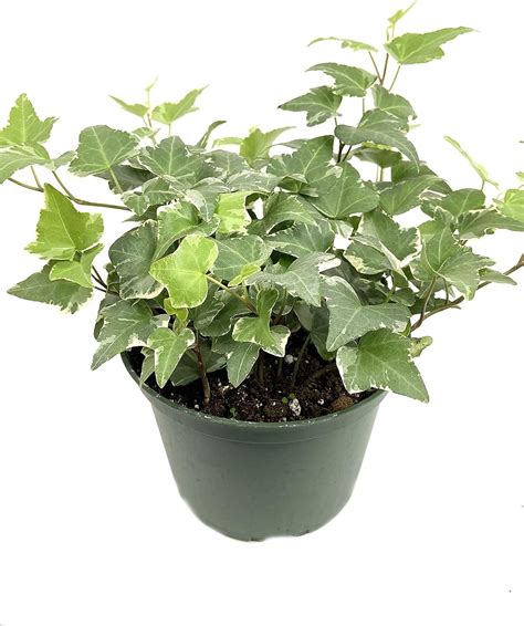 Variegated English Ivy 3 Live Plants In 6 Inch Pots Hedera Helix