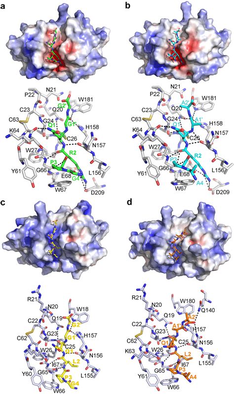 Peptide Modeling In The Active Site Of Bromelain And Ananain For Each