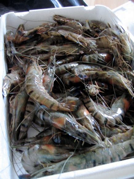 4 Theories On How Tiger Prawns Ended Up In The Gulf Of Mexico Stateimpact Texas