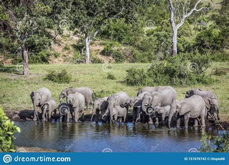 Elefante Africano Del Arbusto En El Parque Nacional De Kruger Sur