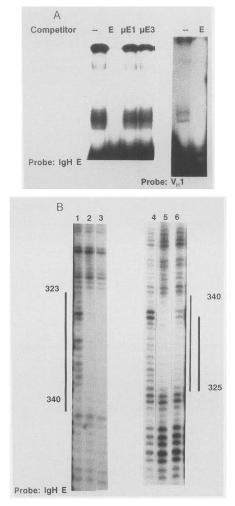 Ig Ebp 1 And C Ebp Bind To E Sites In The Igh Enhancer And V41