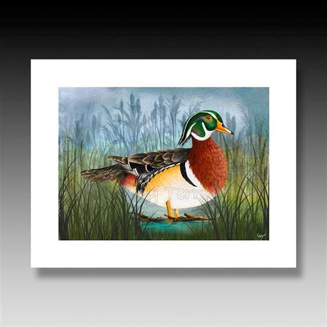 Duck Prints Wood Duck Print Waterfowl Prints Ducks Duck Etsy