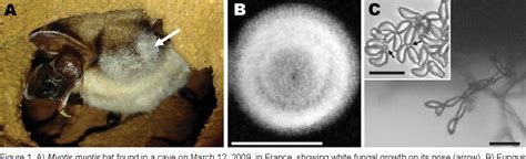 Figure 1 From White Nose Syndrome Fungus Geomyces Destructans In Bat