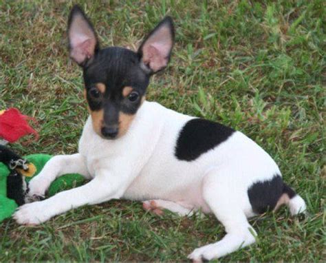 Toy Fox Terrier Rescue Canada Telma Heim