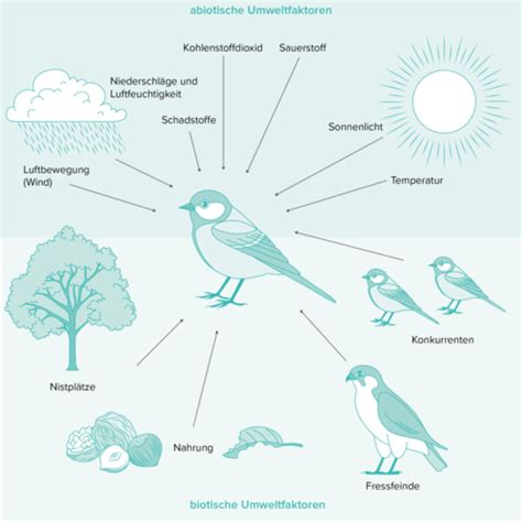 Ökologie Flashcards Quizlet