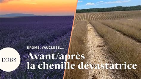 Les champs de lavande ravagés par une chenille dans le Sud Est de la