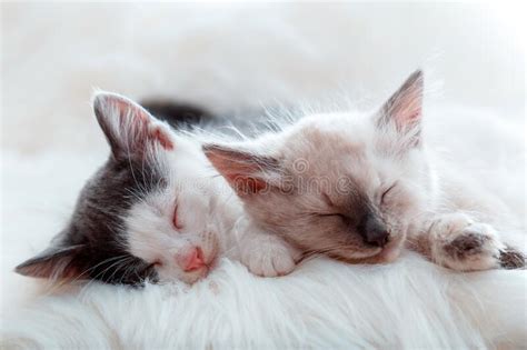 Pareja Peque Os Y Felices Gatitos Adorables Duermen Juntos En