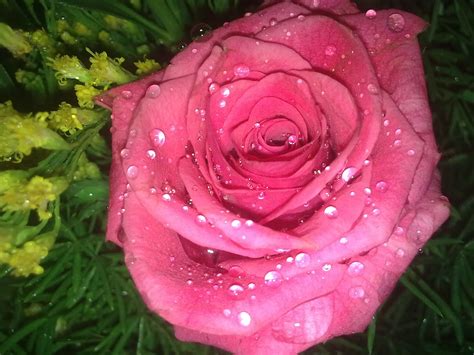 Natural Hd Wallpaper Beautiful Roses With Water Drops Beautiful