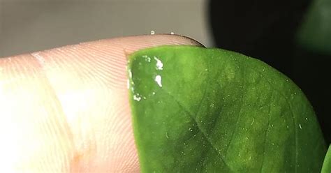 Is This Mealybugs Very Tiny Sticky White Substance At The Very Tips Of My Brand New Zz Plant