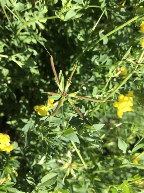 Birdsfoot Trefoil An Underutilized Pasture Legume Purdue University Pestandcrop Newsletter