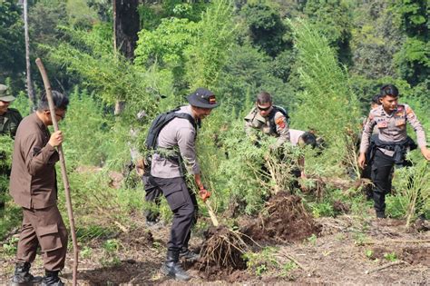 Personel Gabungan Musnahkan Hektar Ladang Ganja Di Nagan Raya