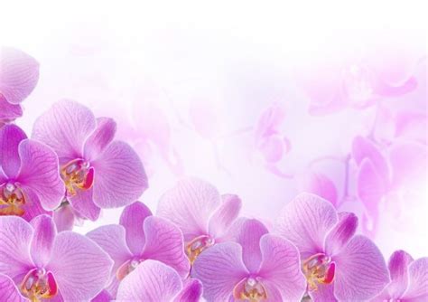 Purple orchid flowers — Stock Photo © ulkan #68199361