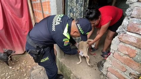 Capturan a hombre que agredió con machete a un perrito en Salónica