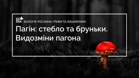 Пагін: стебло та бруньки. Видозміни пагона (Видозміни пагона) - YouTube