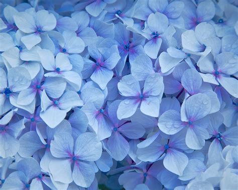 Blue hydrangea flowers, petals, water droplets Wallpaper | 1280x1024 ...