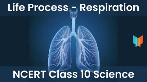 Life Process Respiration Class 10 Science YouTube