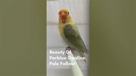 Beauty Of Parblue Opaline Pale Fallow Youtubeshorts Viral Lovebirds