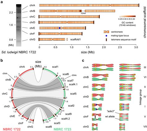 Genome Structure Of Sd Ludwigii And Mapping Of Previously Used Genetic